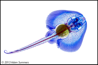 Illustration for article titled Check Out These Pigmented Fish, Like Creatures Made from Neon Lights